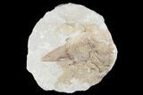 Otodus Shark Tooth Fossil in Rock - Eocene #174171-1